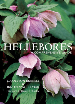 Hellebores by Cole Burrell